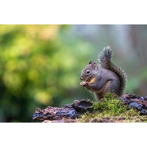 Horton, Janet 아티스트의 Douglas Squirrel standing on a log eating a nut작품입니다.